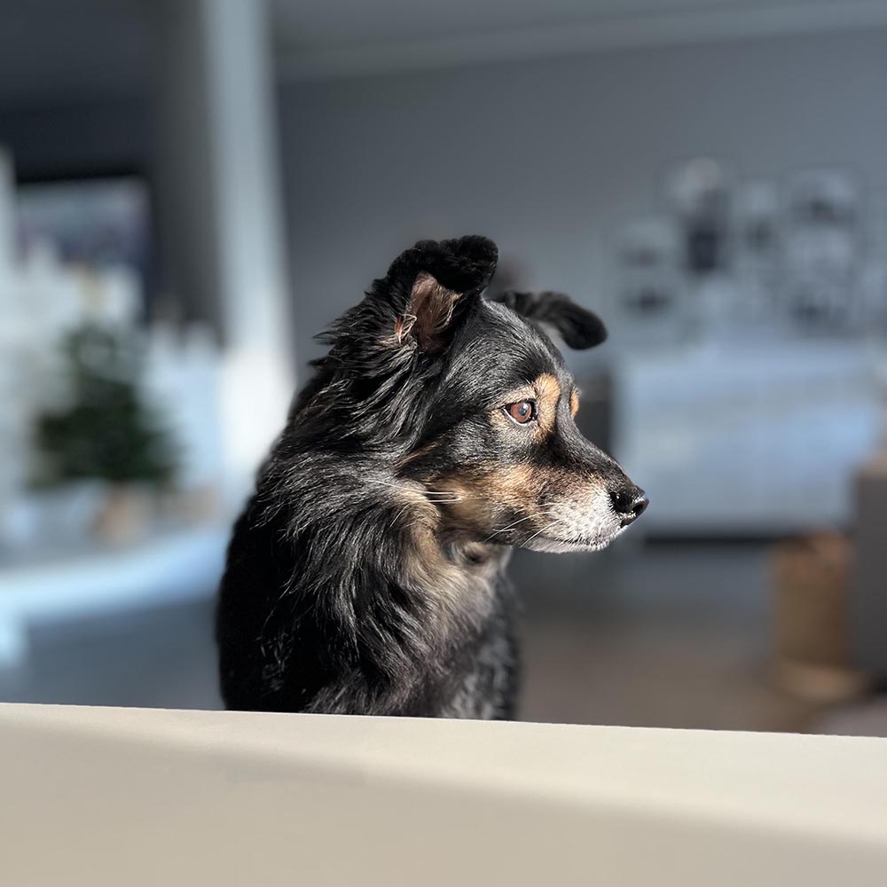 James - Hond