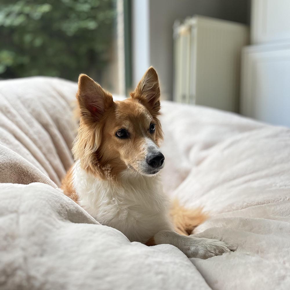 Yasmin - Hond